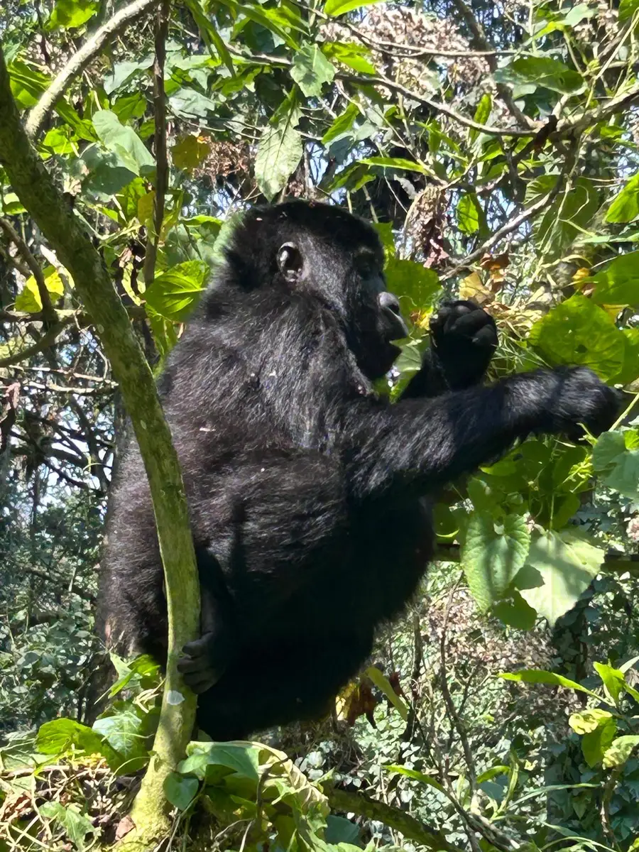 Our Irish guests experienced an unforgettable encounter with mountain gorillas and their babies in Uganda’s misty rainforest, a once-in-a-lifetime moment in the heart of the wild.